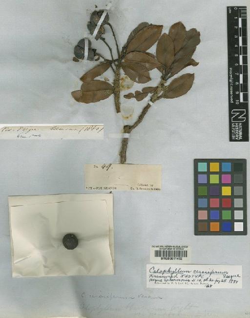 Calophyllum cerasiferum Vesque - BM000611492
