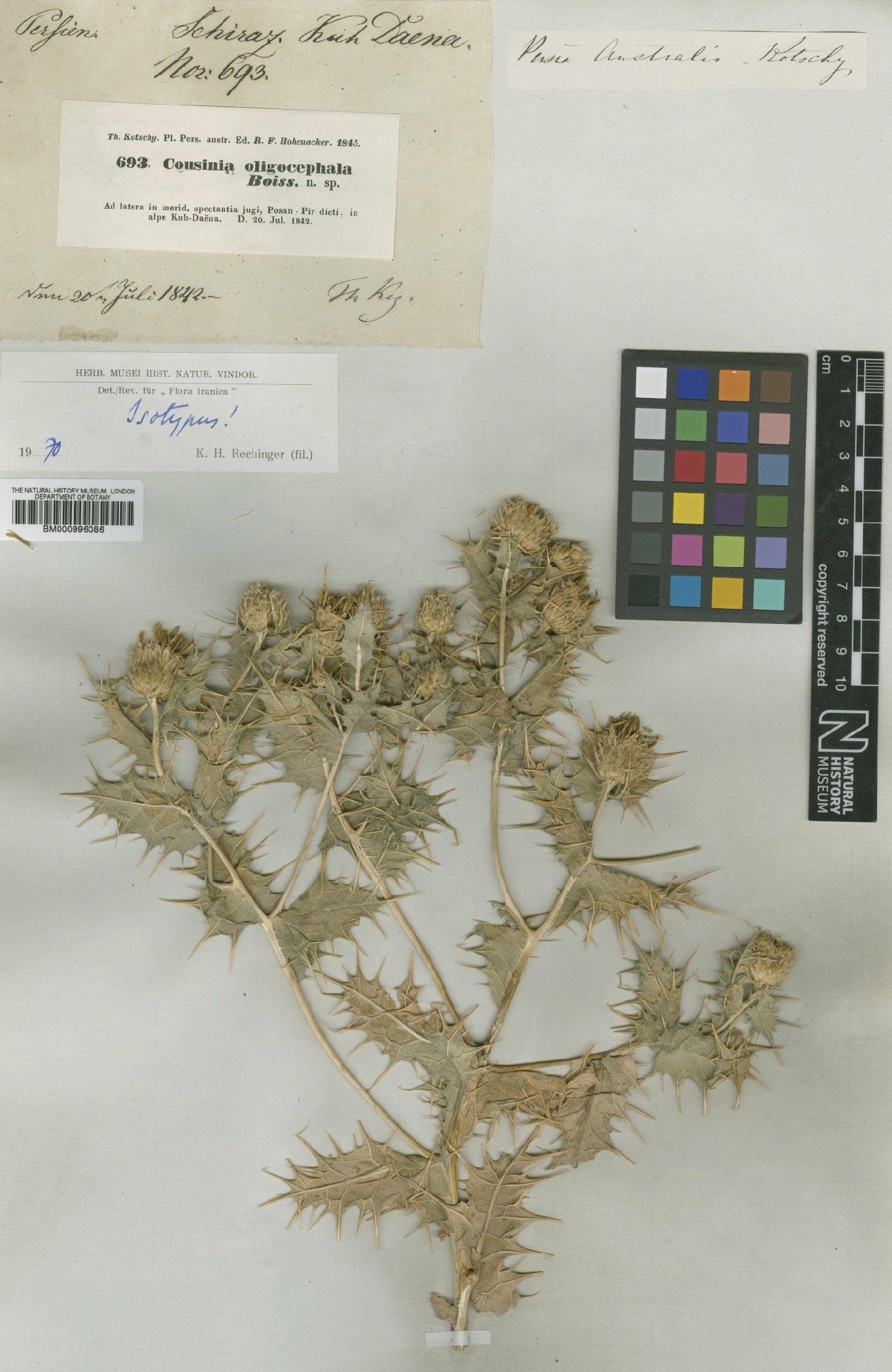 To NHMUK collection (Cousinia oligocephala Boiss.; Type; NHMUK:ecatalogue:475609)
