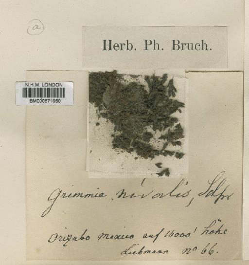 Grimmia nivalis Kindb. in Macoun - BM000671060