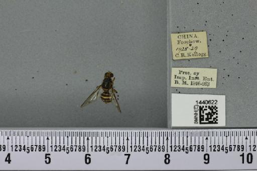 Bactrocera (Zeugodacus) scutellata (Hendel, 1912) - BMNHE_1440622_36249