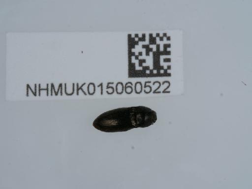 Hypnoidus riparius (Fabricius, 1792) - 015060522_1