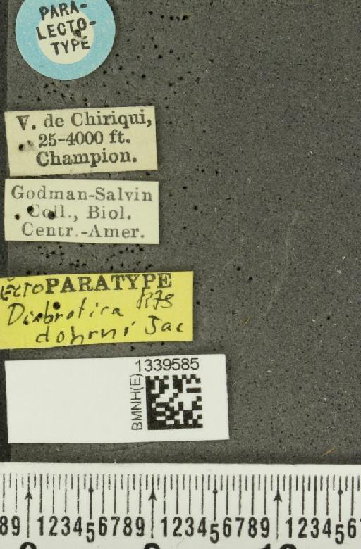 Acalymma dohrni (Jacoby, 1887) - BMNHE_1339585_label_22339