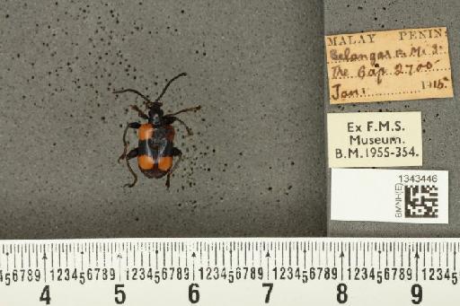 Lilioceris (Lilioceris) quadripustulata (Fabricius, 1787) - BMNHE_1343446_13670