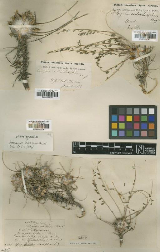Astragalus andrachnifolius Fenzl - BM000997340