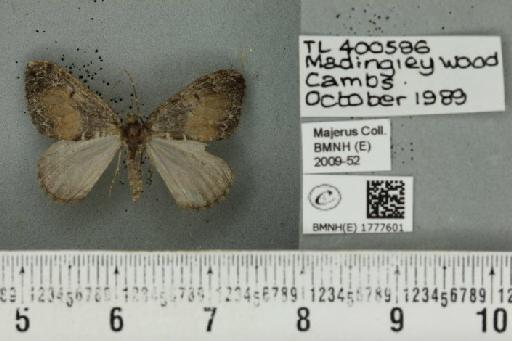 Dysstroma truncata truncata (Hufnagel, 1767) - BMNHE_1777601_349152