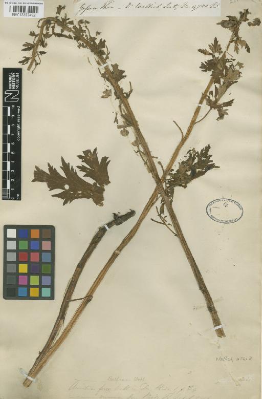 Aconitum balfourii Stapf - BM013399492