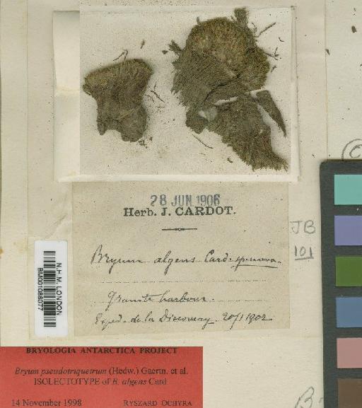Bryum pseudotriquetrum (Hedw.) P.Gaertn., B.Mey. & Scherb. - BM001086077