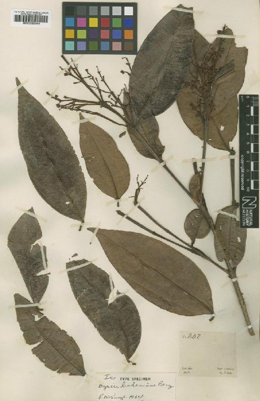 Myrcia splendens (Sw.) DC. - BM000953650