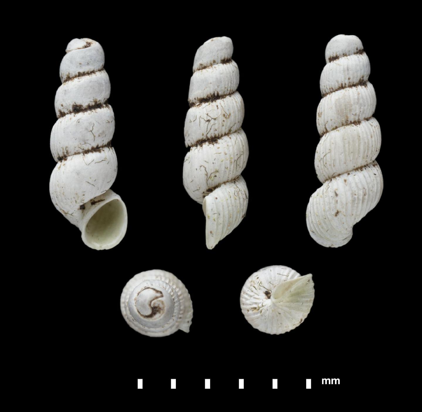 To NHMUK collection (Truncatella reclusa (Guppy, 1871); NHMUK:ecatalogue:8934096)