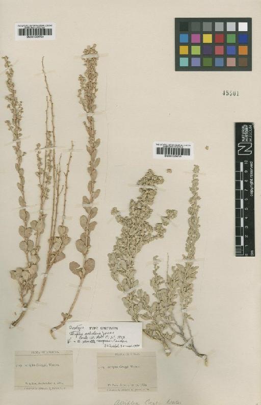 Atriplex obovata Moq. - BM001024735 (2)