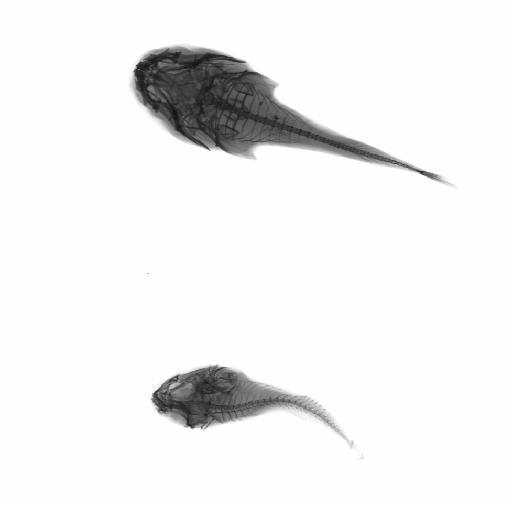 Gobiesox androsiensis Rosén, 1911 - BMNH 1935.4.30.3-4, Gobiesox androsiensis, radiograph