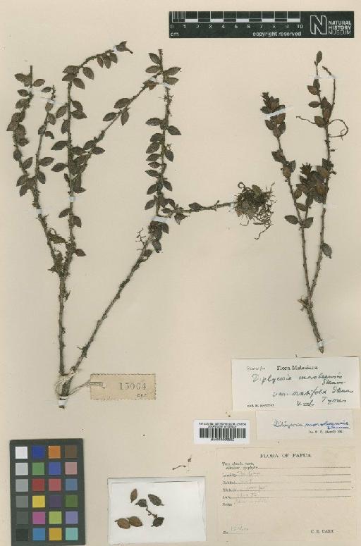Diplycosia morobeensis var. ovatifolia Sleumer - BM000996552