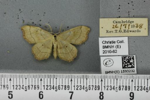 Idaea emarginata (Linnaeus, 1758) - BMNHE_1593232_297808