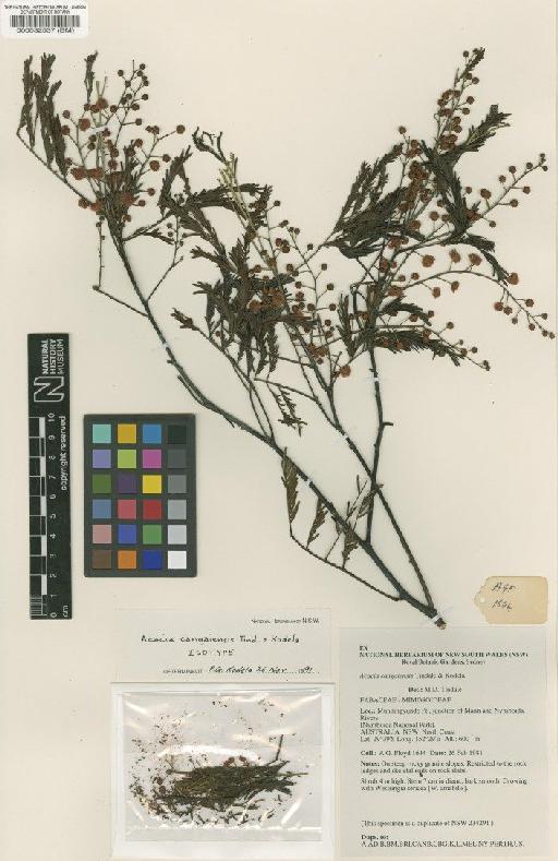 Acacia cangaiensis Tindale & Kodela - BM000532537