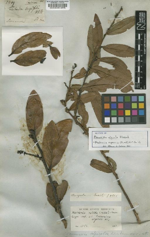 Macleania rupestris (Kunth) A.C.Sm. - BM000582289