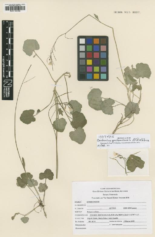 Cardamine guatemalensis Al-Shehbaz - BM001050384