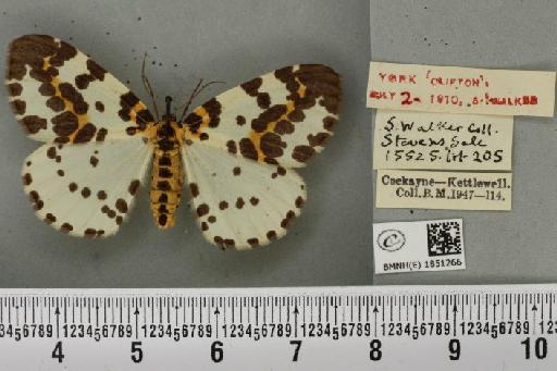 Abraxas grossulariata ab. melanapicata Porritt, 1921 - BMNHE_1851266_414666