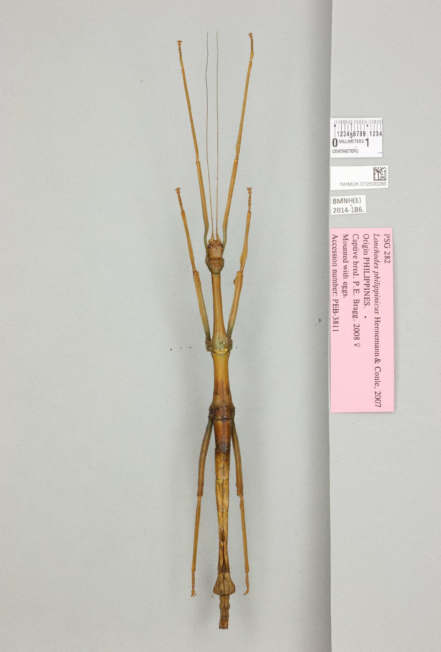 Lonchodes philippinicus