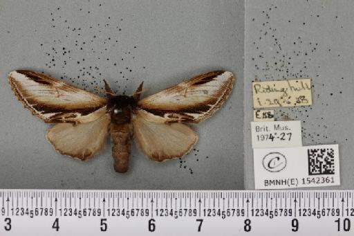Pheosia gnoma (Fabricius, 1777) - BMNHE_1542361_246085