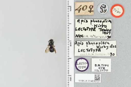Stelis (Stelis) phaeoptera (Kirby, 1802) - 014030727_837340_364058-17a