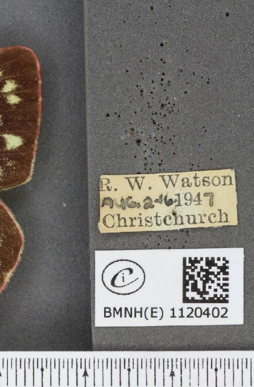 Colias croceus f. helice Hübner, 1779 - BMNHE_1120402_label_76355