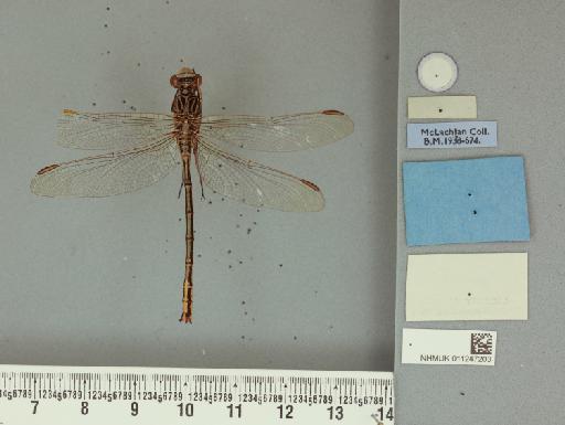 Notogomphus praetorius (Selys, 1878) - 011247203_Gomphus_praetorius_LT_labels2