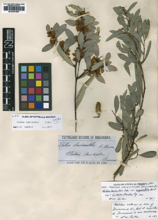 Hakea lasiantha R.Br. - BM000915697