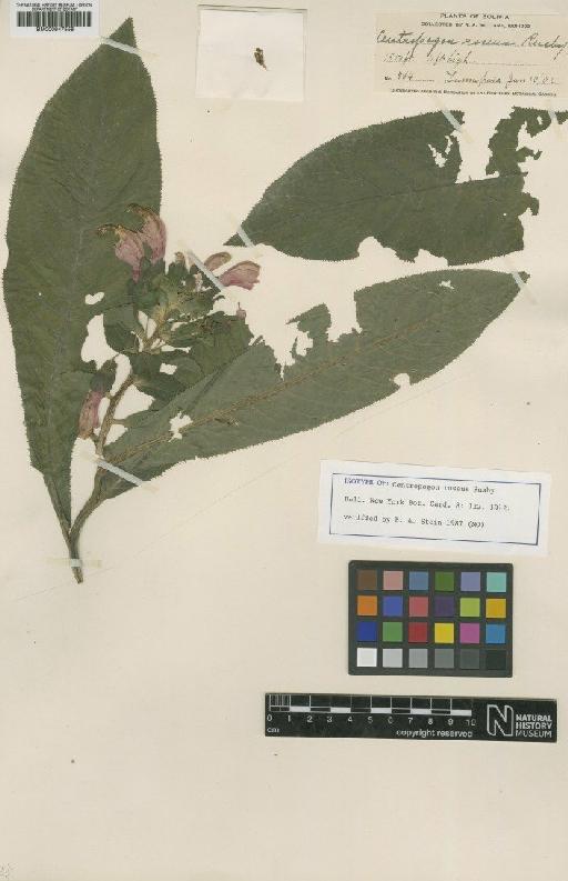 Centropogon roseus Rusby - BM000947558