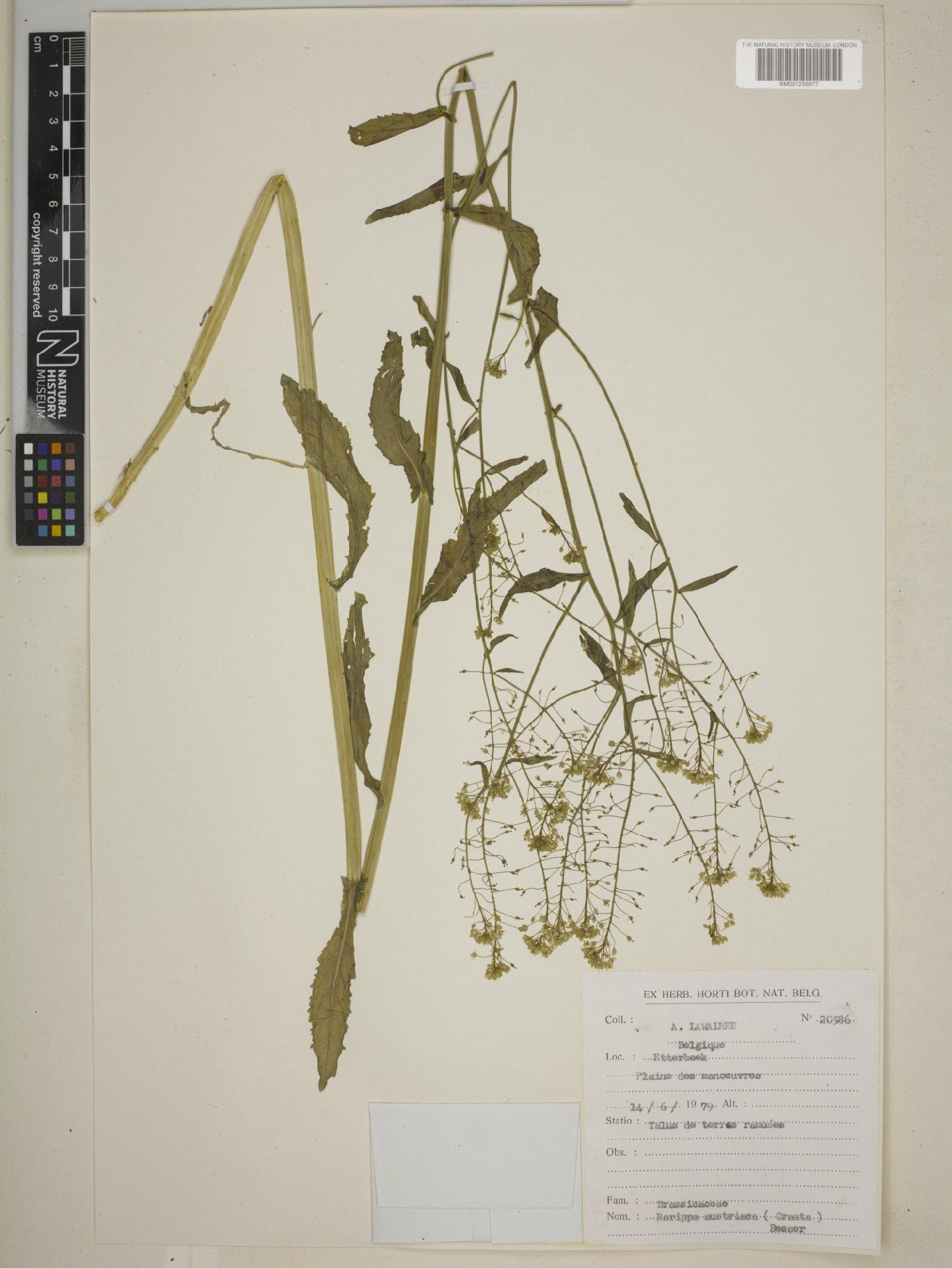 To NHMUK collection (Rorippa austriaca (Crantz) Besser; NHMUK:ecatalogue:8751978)