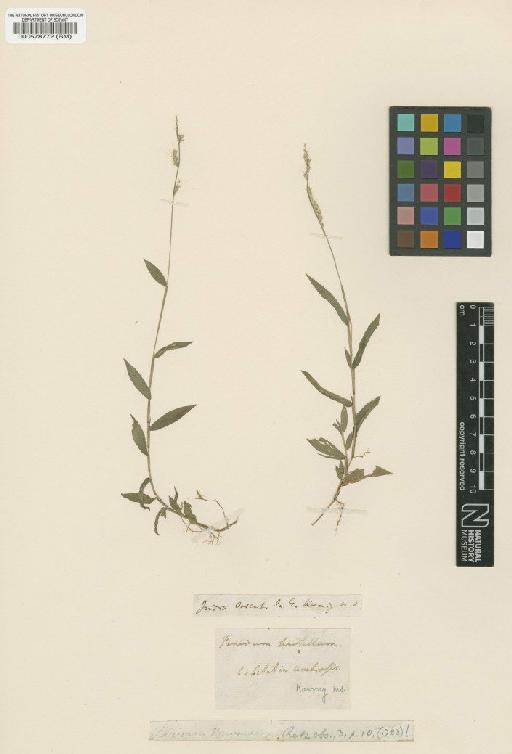 Oplismenus burmanni (Retz.) P.Beauv. - BM000578772