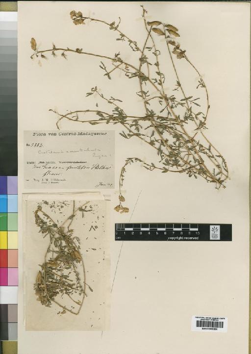 Crotalaria xanthoclada Bojer ex Benth. - BM000843234