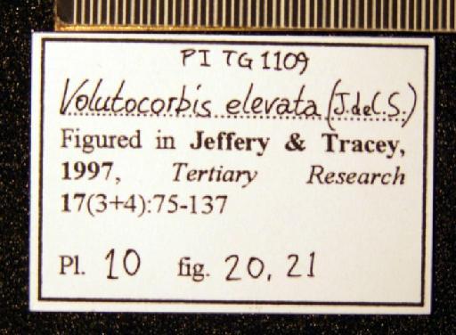 Volutocorbis elevata (J. de C. Sowerby, 1840) - TG 1109. Volutocorbis elevata (label-1)