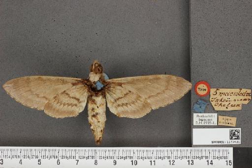 Manduca quinquemaculatus (Haworth, 1803) - BMNH(E) 1377431 Manduca quinquemaculatus ventral and labels.JPG