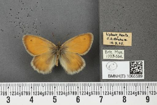 Coenonympha pamphilus (Linnaeus, 1758) - BMNHE_1065589_26760