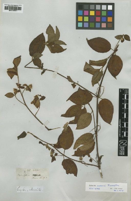 Osbeckia moonii Thwaites - BM000944344