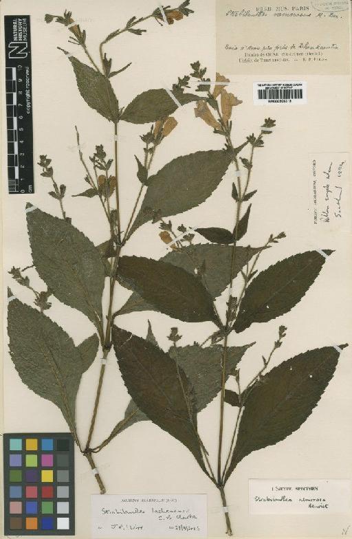 Strobilanthes lachenensis C.B.Clarke - BM000906319