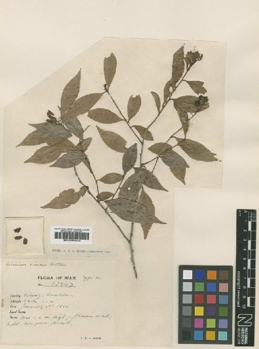 Vaccinium bracteatum Thunb. - BM000996448