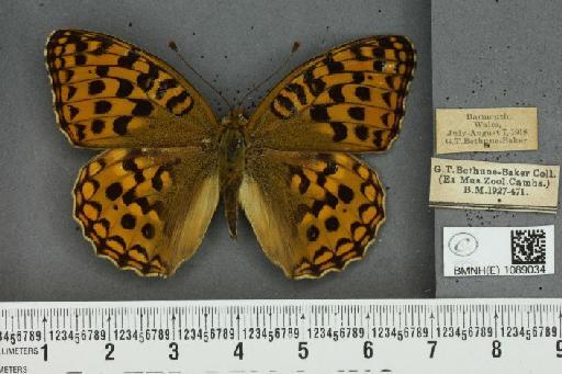 Fabriciana adippe vulgoadippe Verity, 1929 - BMNHE_1089034_59325