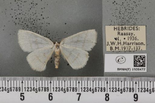 Cabera pusaria (Linnaeus, 1758) - BMNHE_1928477_494433