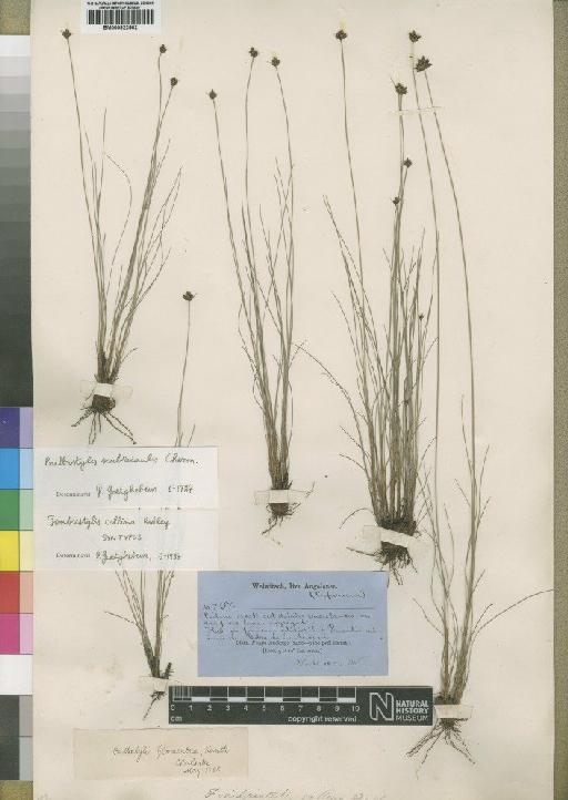 Bulbostylis scabricaulis Cherm. - BM000922562