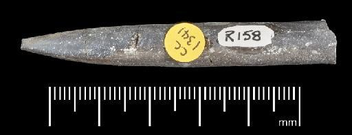 Simpsonibelus expansus (Simpson) - PI CC 1341 - belemnite