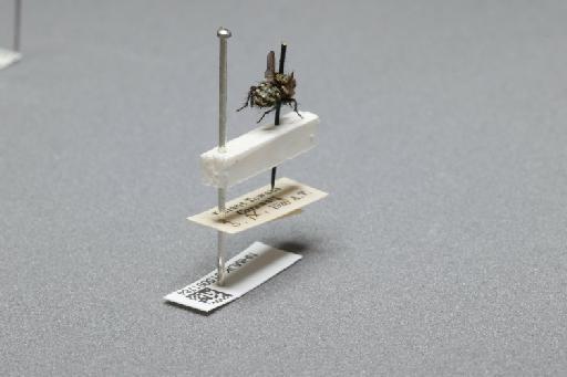Sarcophaga (Myorhina) nigriventris Meigen, 1826 - 015091784_additional_1