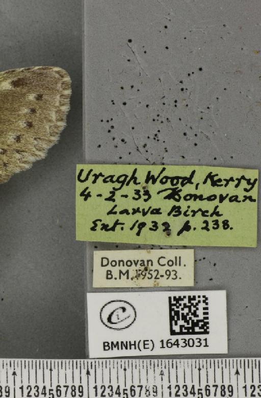 Stauropus fagi fagi (Linnaeus, 1758) - BMNHE_1643031_label_242591