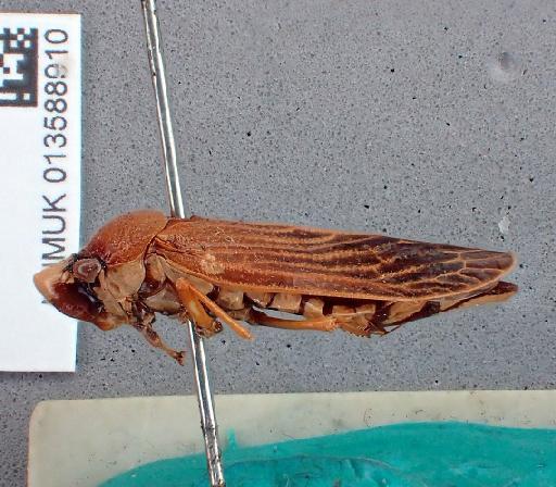 Abana drusilla Distant, 1908 - 013588910 Abana drusilla LT f lateral