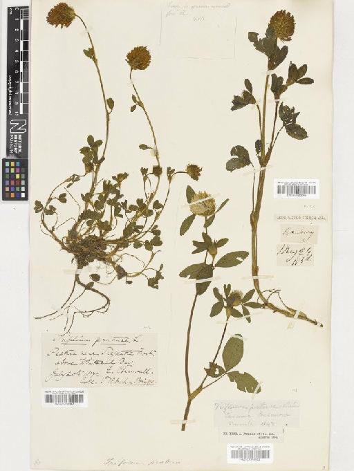 Trifolium pratense L. - BM001036649