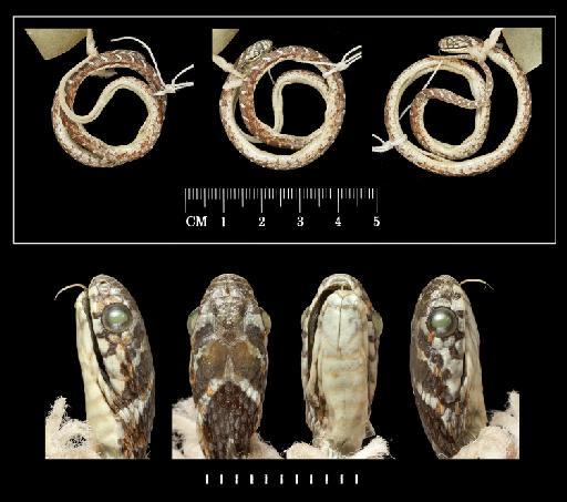 Dasypeltis taylori Bates & Broadley, 2018 - 1949.2,2.1_(252).tif