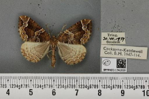 Eulithis prunata (Linnaeus, 1758) - BMNHE_1741828_320566