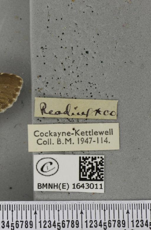 Stauropus fagi fagi (Linnaeus, 1758) - BMNHE_1643011_label_242571