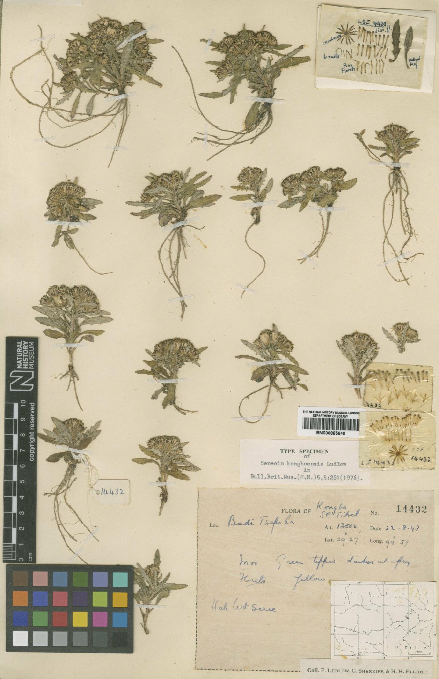 To NHMUK collection (Senecio kongboensis Ludlow; Holotype; NHMUK:ecatalogue:4995216)