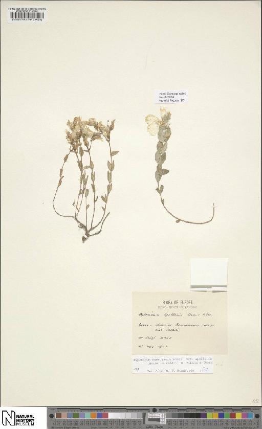 Hypericum rumeliacum subsp. apollinis (Boiss. & Heldr.) N.Robson & Strid - BM000078176